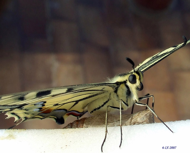 Le trasformazioni di Papilio machaon